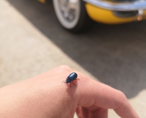 Insekten mögen's gelb