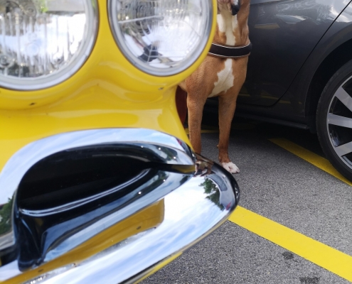 Dinora ist auf den Hund gekommen